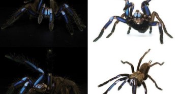 Phát hiện loài nhện xanh như tia lửa điện đầy mê hoặc ở Thái Lan