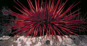 Khám phá choáng loài nhím biển đỏ rực, sống thọ nhất Trái đất
