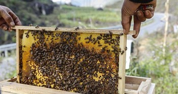Vì sao ong lại liên quan đến sự tồn vong của loài người?