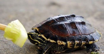Cảnh báo nuôi rùa làm cảnh có thể rước bệnh vào thân