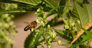 Phấn hoa cần sa ở Mỹ là nguồn dinh dưỡng cho ong