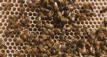 Mật ong được tạo ra như thế nào?