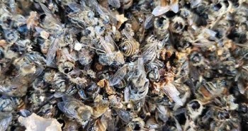Ong bắp cày sát thủ đến Mỹ - Ác mộng của những người nuôi ong