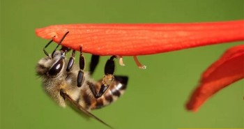 "Bí ẩn sinh học" ở loài ong mật Nam Phi