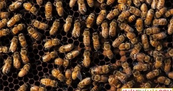 Bất ngờ với khả năng biết tính số chẵn, lẻ của loài ong mật