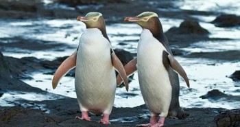Khám phá những điều thú vị về loài chim cánh cụt