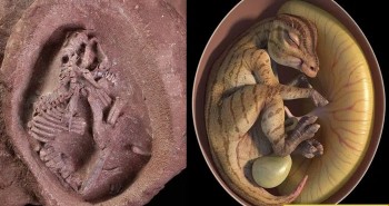 Trung Quốc tìm thấy phôi khủng long mỏ vịt được bảo quản nguyên vẹn trong quả trứng