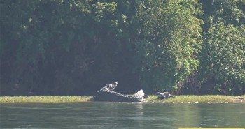 Bất chấp sự nguy hiểm của cá sấu, rái cá mẹ lao vào tấn công để bảo vệ con non