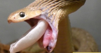Loài rắn giữ kỷ lục về kích thước con mồi nuốt được