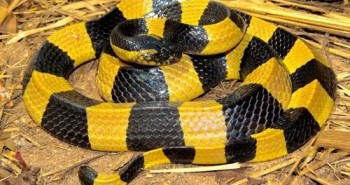 Loài rắn độc nhất Việt Nam: Cạp nong, cạp nia hay hổ mang chúa cũng không có "cửa"