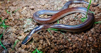 Loài rắn phát ra màu sắc óng ánh dưới ánh nắng, có nhiều ở Việt Nam