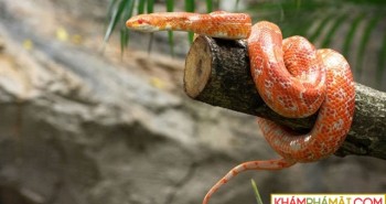 Vì sao rắn có thể trèo leo lên cây mà không bị trượt?