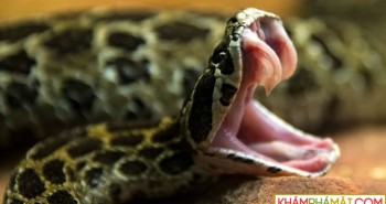 Răng nanh rắn có trước hay nọc độc có trước?