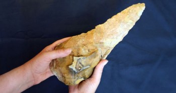 Đào được kho báu "sốc" 300.000 năm do loài người khác chôn giấu
