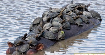 Đàn rùa chen chúc trên lưng hà mã để đi nhờ