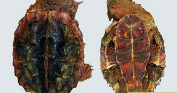 Các nhà khoa học bất ngờ phát hiện loài rùa cổ đại mới