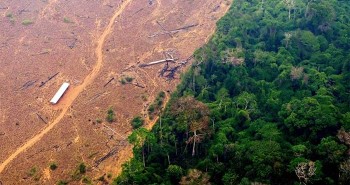Rừng Amazon không còn chịu nổi áp lực, có nguy cơ sụp đổ