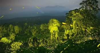 Chiêm ngưỡng hàng tỷ con đóm đóm thắp sáng cả một khu rừng