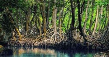 Rừng ngập mặn là gì? Hệ sinh thái rừng ngập mặn ở Việt Nam