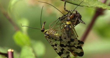 Hai loài ruồi bọ cạp hiếm gặp tìm thấy ở Việt Nam