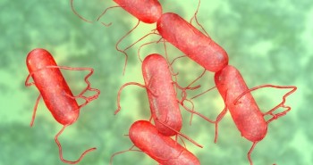 Bệnh nhiễm khuẩn salmonella là gì?
