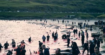 Cuộc thảm sát đẫm máu hơn 500 con cá heo ở quần đảo Faroe, Đan Mạch