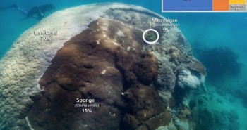 Phát hiện quần thể san hô cổ đại khổng lồ 400 năm tuổi