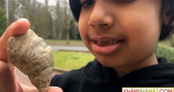 Cậu bé 6 tuổi bất ngờ tìm thấy loại san hô thời đại Cổ sinh