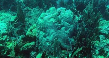 Lần đầu tiên các nhà khoa học quan sát thấy tế bào san hô nuốt tảo