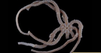 Phát hiện loài sao biển đuôi rắn có hàm răng quái vật
