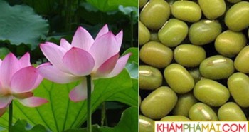 Khoa học Việt tách chất quý từ lá sen, đậu xanh giúp giảm cholesterol máu
