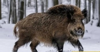 Siêu lợn Canada có thể tràn vào xâm chiếm Mỹ