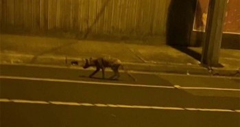 Người dân hoảng hốt khi thấy sinh vật lạ xuất hiện trên đường phố Australia