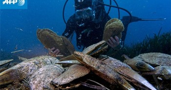 Địa Trung Hải: Ký sinh trùng đe dọa môi trường biển