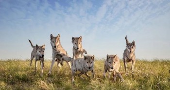 Kế hoạch thả chó sói vào tự nhiên gây tranh cãi ở Mỹ