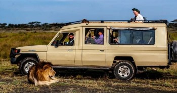 Tại sao sư tử không tấn công người trong xe safari?