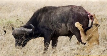 Tại sao sư tử, được mệnh danh là "kẻ săn mồi hàng đầu", lại hiếm khi săn đà điểu?