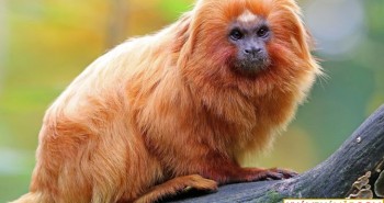 Brazil phát hiện 12 loài động vật mới tại rừng nhiệt đới Amazon