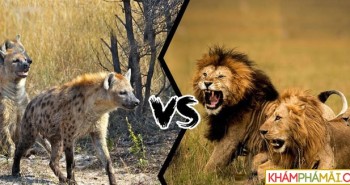Golf thủ bất lực, phải dừng trận đấu vì sư tử và linh cẩu tranh mồi giữa sân golf