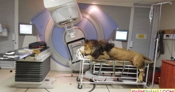 Xôn xao hình ảnh sư tử được xạ trị để chữa ung thư