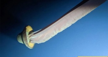 Ghi hình thành công sứa ma khổng lồ ở vùng biển gần châu Nam Cực