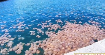 Đàn sứa khổng lồ đóng chiếm vùng biển Italia