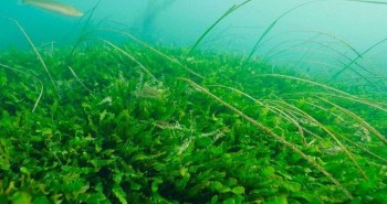 Loài tảo biển hủy diệt đang sinh sôi với tốc độ chóng mặt tại New Zealand
