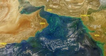 Tảo độc nở nộ trên biển Arab