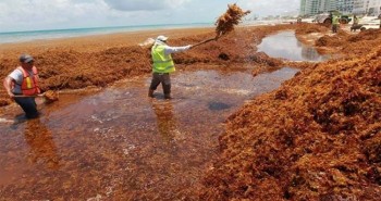 Hàng chục nghìn tấn tảo đuôi ngựa "nuốt chửng" các bãi biển của Mexico