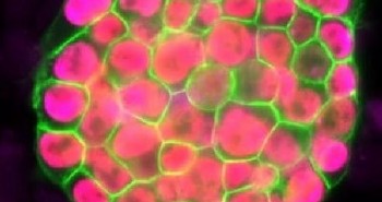 Liệu tế bào da có thể biến thành trứng và tinh trùng?