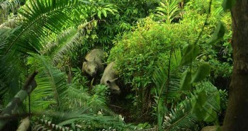 Indonesia phát hiệm thêm 4 cá thể tê giác Java non