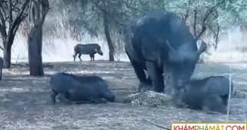 Liều lĩnh giành thức ăn, lợn rừng hứng trọn đòn trừng phạt của tê giác