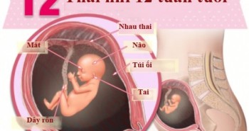 Thai nhi 12 tuần tuổi - khả năng phản xạ hình thành