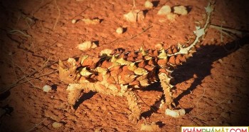 Thằn lằn quỷ gai hút nước từ cát sa mạc